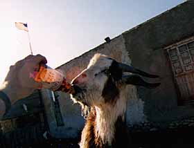 Goat drinks beer.