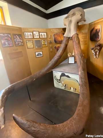 Mammoth tusks.