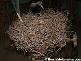 Barbed wire bird's nest.