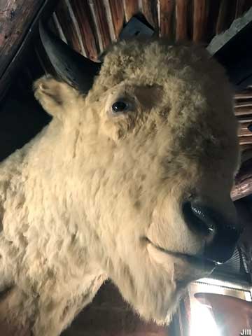 White buffalo head.