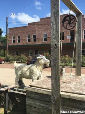 Town Goat.