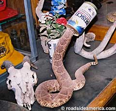 Snake and beer can.