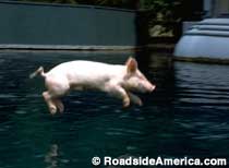 Ralph the Diving Pig.