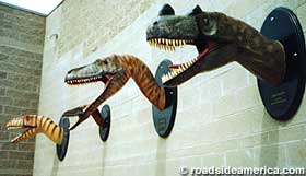 Dinosaur trophy heads.  