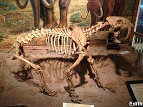Skeleton of Sabertooth Cat on display.