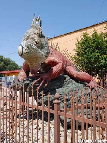 Iguana.