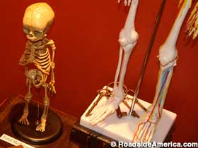 Human fetus model skeleton.