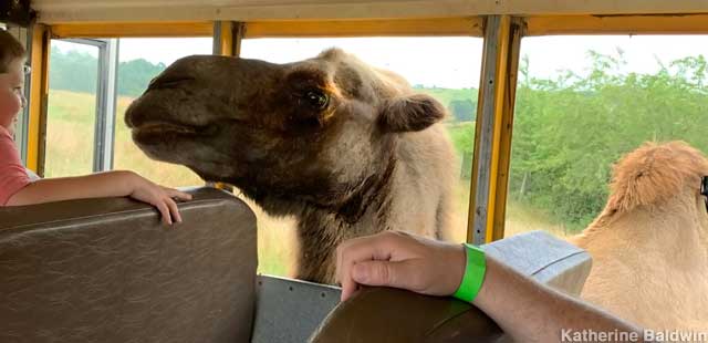 Camel and bus.