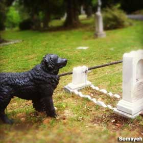 Dog and grave.
