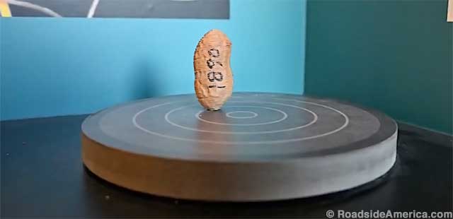 3D printed exact replica of the World's Oldest Peanut.