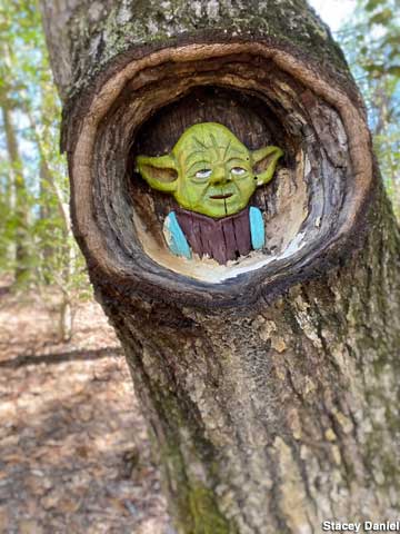 Yoda tree carving.