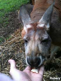 Kangaroo feeding.