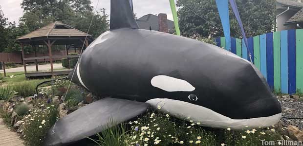 Orca Killer Whale.