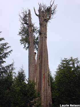 World's Largest Western Red Cedar Tree.