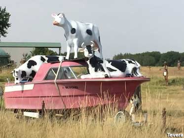 Cows on a pink boat.