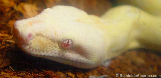 Albino boa constrictor.