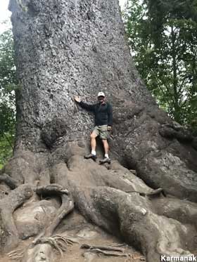 World's Largest Spruce Tree.