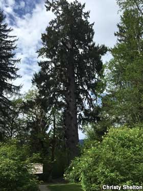 World Record Sitka Spruce tree.