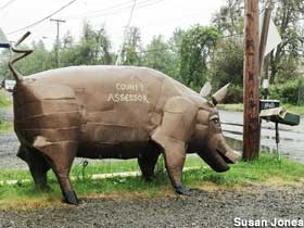 County Assessor pig.