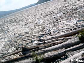 Spirit Lake logs o' devastation.