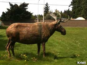 Wooden moose.