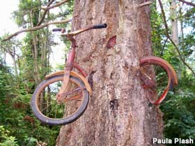 Bicycle in tree.