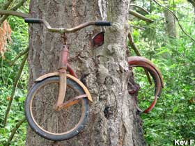 Bicycle Eaten by a Tree.