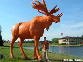 Orange Moose.
