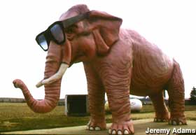 Pink elephant with sun glasses.