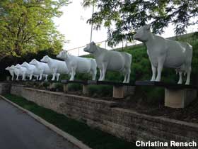 Line of Cows.