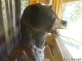 Bear on display.