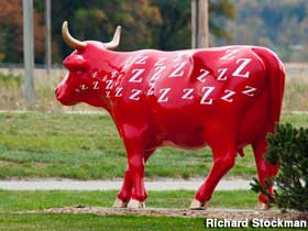 Sleeping red cow.