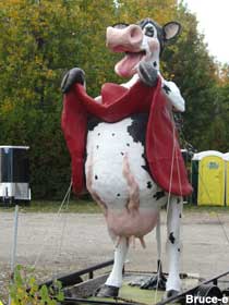 Flasher cow.