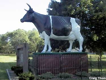 Plymouth Cow.