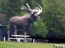 Big moose statue.