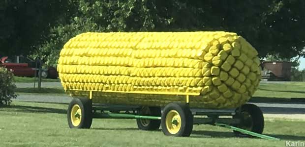 Giant corn.