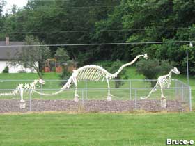 Dino skeletons.