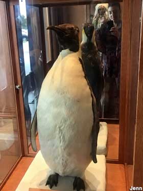Emperor Penguin.