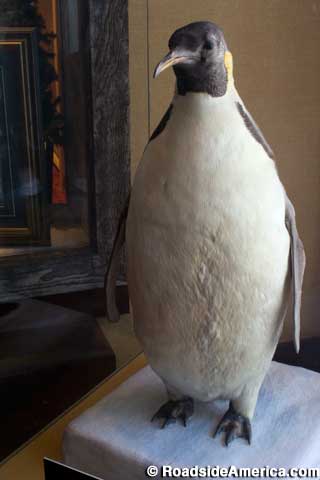 Emperor the Penguin.