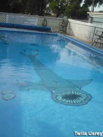 Shark pool.
