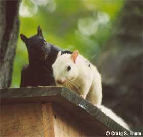 Black and white squirrels -- pals at last? Craig Thom's snap at the Exeter, Ontario White Squirrel Festival.