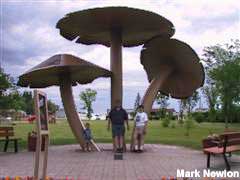 Giant Mushrooms.