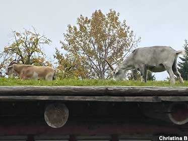 Goats on the Roof.