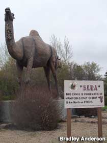 Sara the Camel.