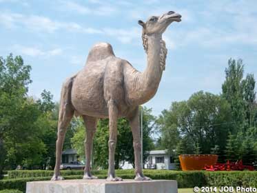 Sara the Camel.
