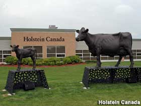 Holstein cows.
