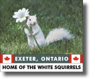 Exeter, Ontario White Squirrels.
