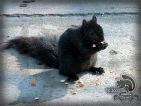 The Black Squirrels of London, Ontario begat the Black Squirrels of Kent State University.