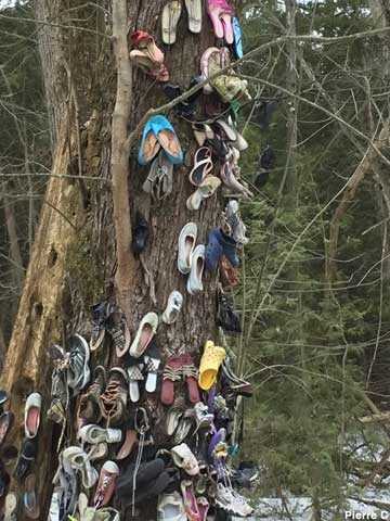 Shoe Tree.