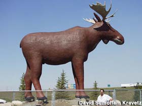 World's Largest Moose.